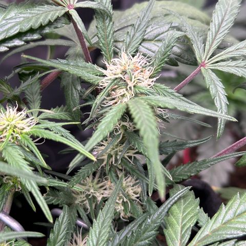 Mimosa Auto 🍊🥂 growlog timeline photo