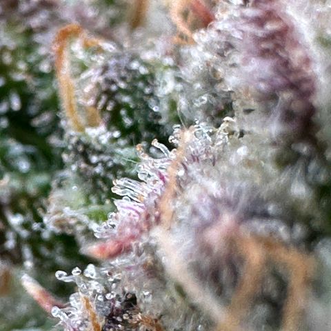 Triple G Automatic growlog timeline photo