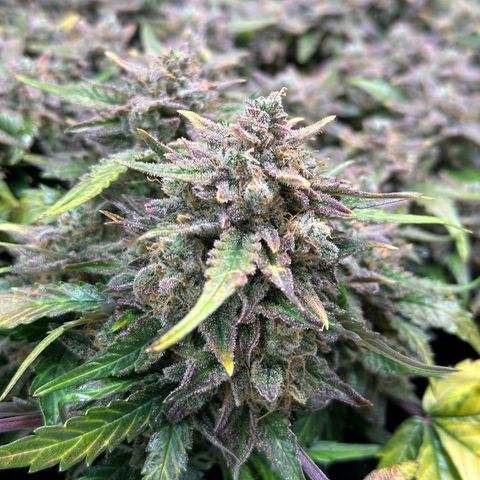 Triple G Automatic growlog timeline photo