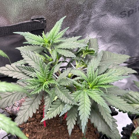 Lemon Cherry Gelato 🍋🍒 growlog timeline photo