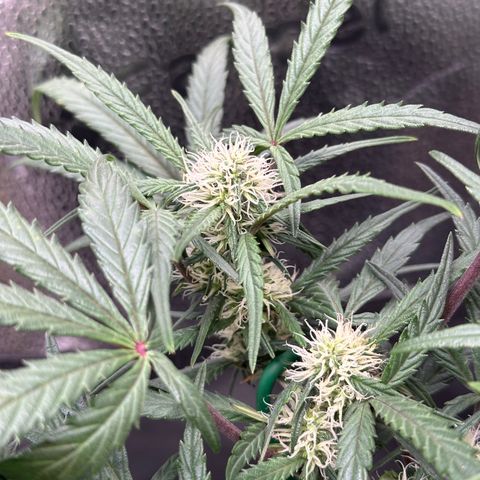 Mimosa Auto 🍊🥂 growlog timeline photo