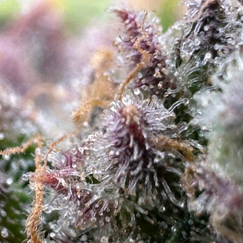 Triple G Automatic growlog timeline photo