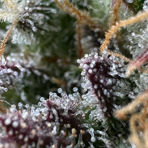 Triple G Automatic growlog timeline photo