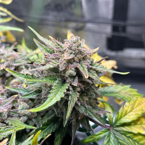 Triple G Automatic growlog timeline photo