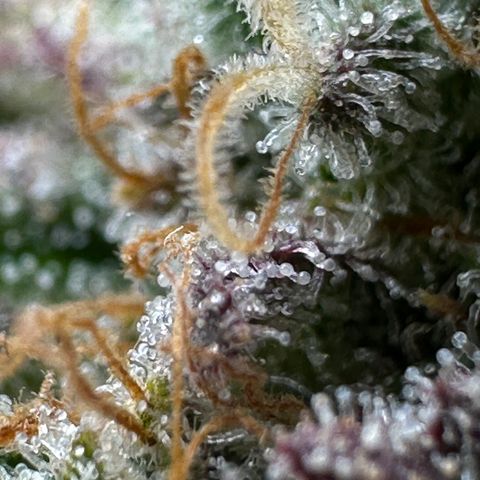 Triple G Automatic growlog timeline photo
