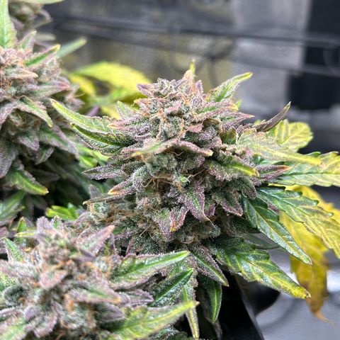 Triple G Automatic growlog timeline photo