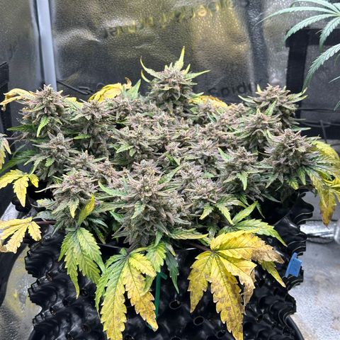 Triple G Automatic growlog timeline photo