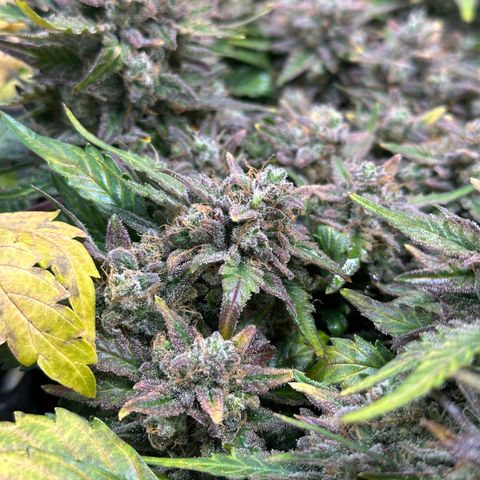 Triple G Automatic growlog timeline photo