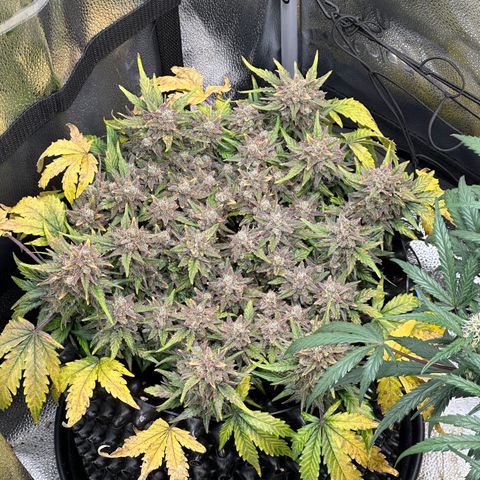 Triple G Automatic growlog timeline photo