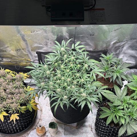 Lemon Cherry Gelato 🍋🍒 growlog timeline photo