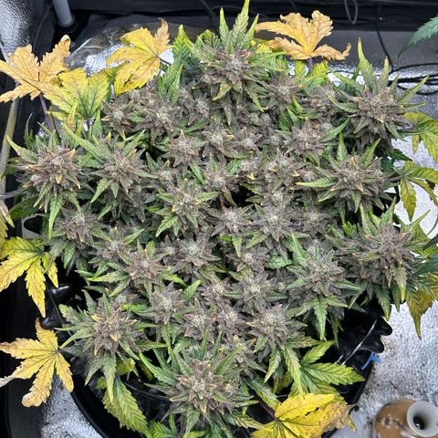 Triple G Automatic growlog timeline photo