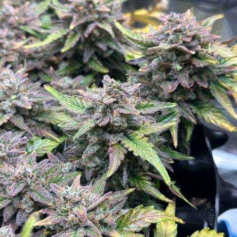 Triple G Automatic growlog timeline photo