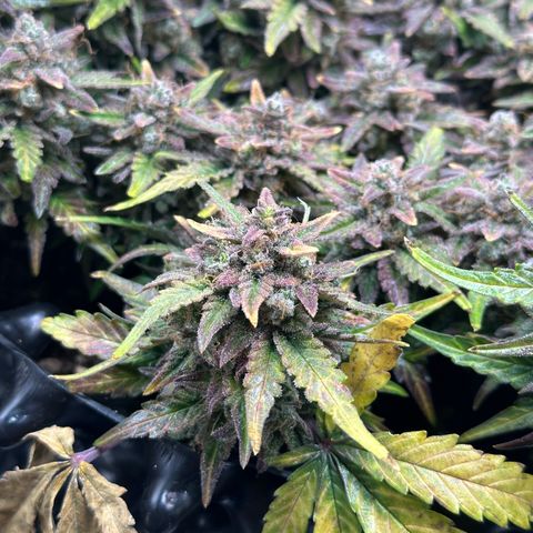 Triple G Automatic growlog timeline photo