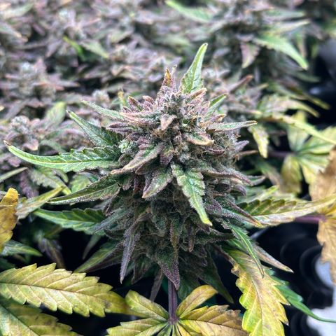 Triple G Automatic growlog timeline photo
