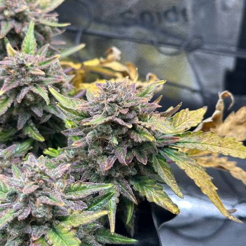 Triple G Automatic growlog timeline photo