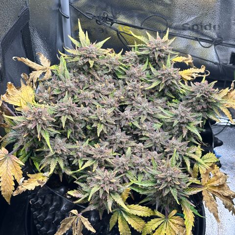 Triple G Automatic growlog timeline photo