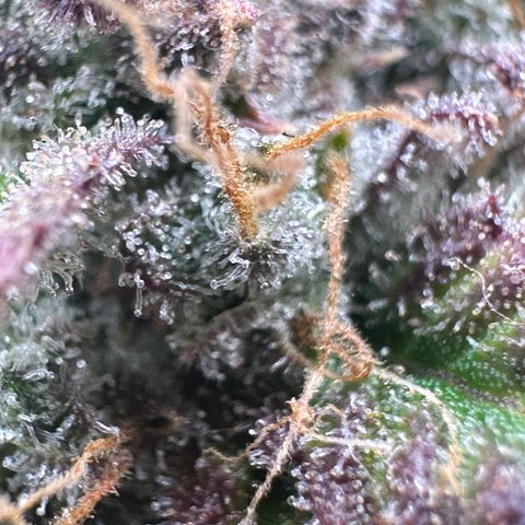 Triple G Automatic growlog timeline photo