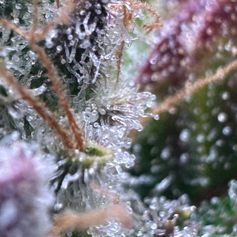 Triple G Automatic growlog timeline photo