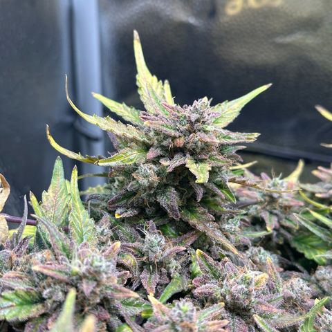 Triple G Automatic growlog timeline photo