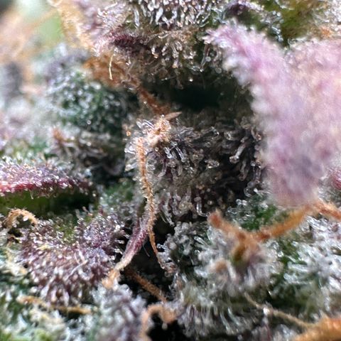 Triple G Automatic growlog timeline photo