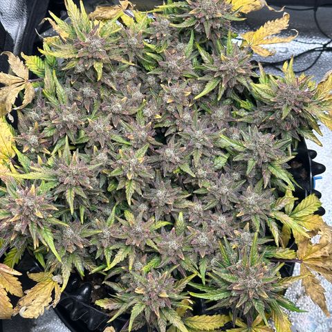 Triple G Automatic growlog timeline photo