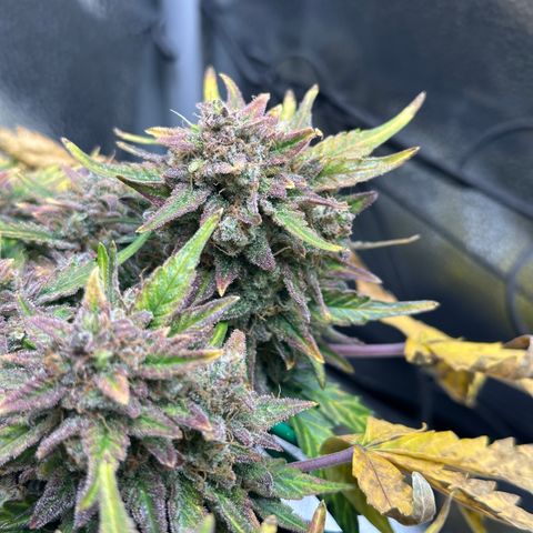 Triple G Automatic growlog timeline photo