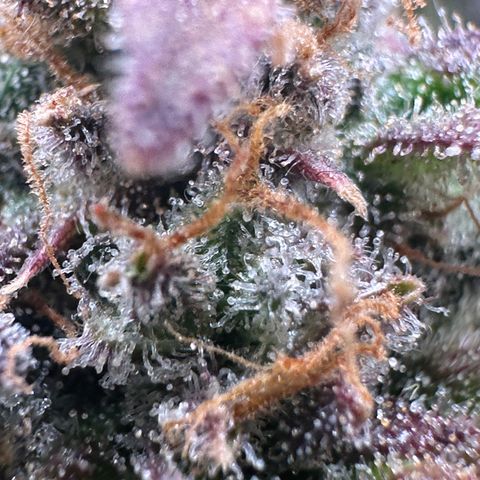 Triple G Automatic growlog timeline photo