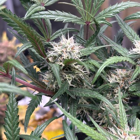 Mimosa Auto 🍊🥂 growlog timeline photo