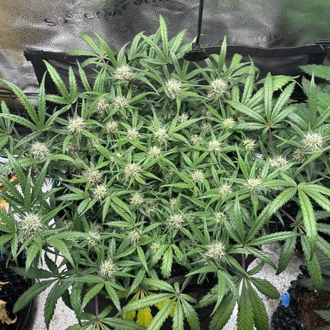 Mimosa Auto 🍊🥂 growlog timeline photo