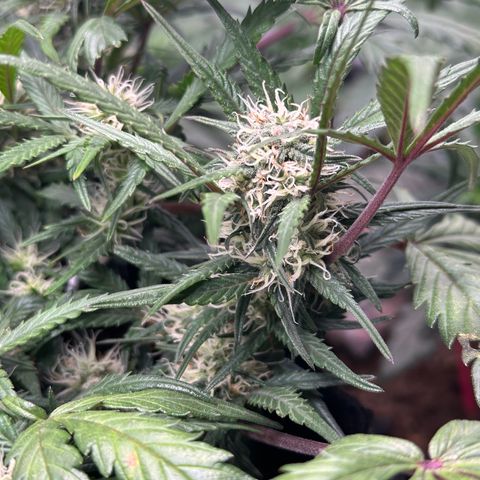 Mimosa Auto 🍊🥂 growlog timeline photo