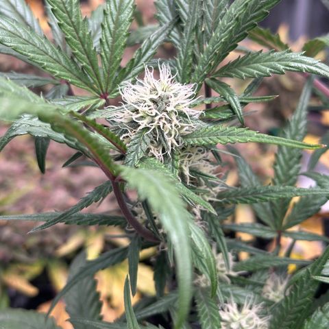 Mimosa Auto 🍊🥂 growlog timeline photo