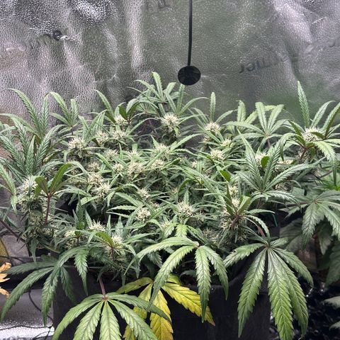 Mimosa Auto 🍊🥂 growlog timeline photo