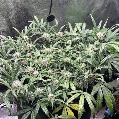 Mimosa Auto 🍊🥂 growlog timeline photo