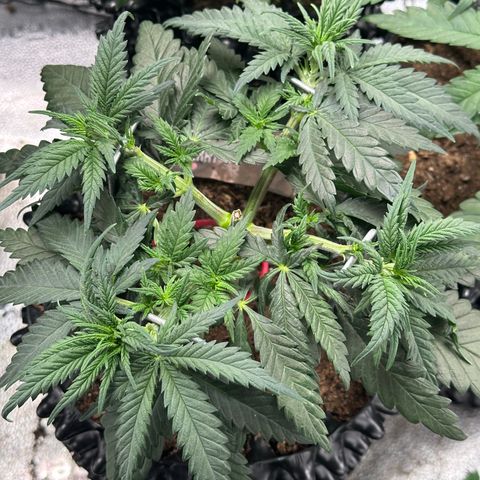 Lemon Cherry Gelato 🍋🍒 growlog timeline photo