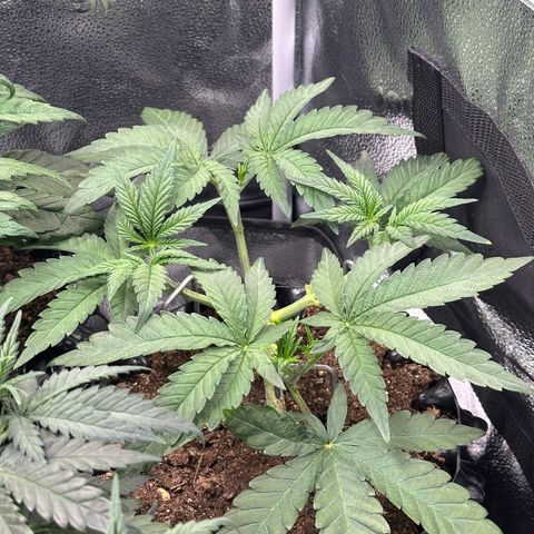 Watermelon Zkittlez 🍉🍭 growlog timeline photo