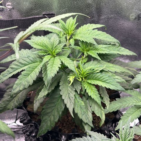 Pineapple Express 🍍 growlog timeline photo