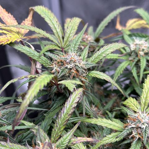 Mimosa Auto 🍊🥂 growlog timeline photo