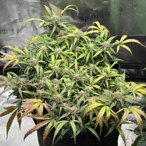 Mimosa Auto 🍊🥂 growlog timeline photo
