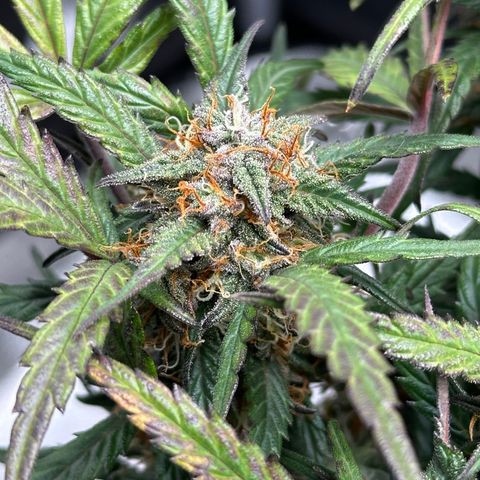 Mimosa Auto 🍊🥂 growlog timeline photo