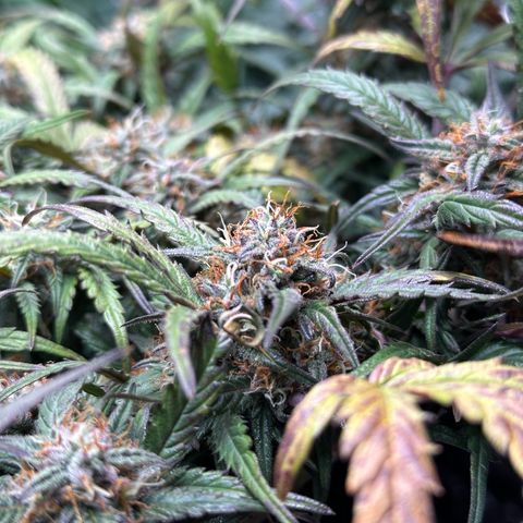 Mimosa Auto 🍊🥂 growlog timeline photo