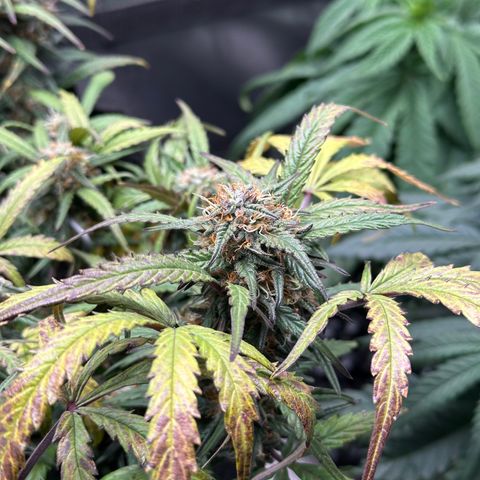 Mimosa Auto 🍊🥂 growlog timeline photo