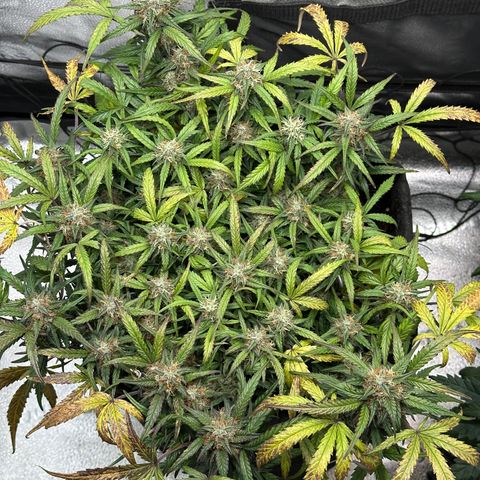 Mimosa Auto 🍊🥂 growlog timeline photo