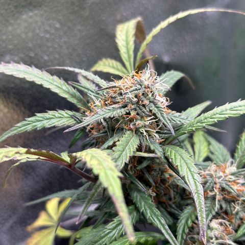 Mimosa Auto 🍊🥂 growlog timeline photo