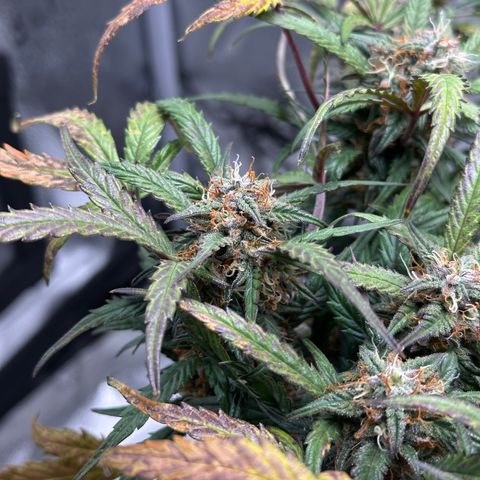 Mimosa Auto 🍊🥂 growlog timeline photo