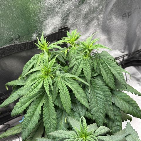 Pineapple Express 🍍 growlog timeline photo