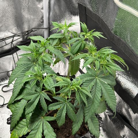 Watermelon Zkittlez 🍉🍭 growlog timeline photo