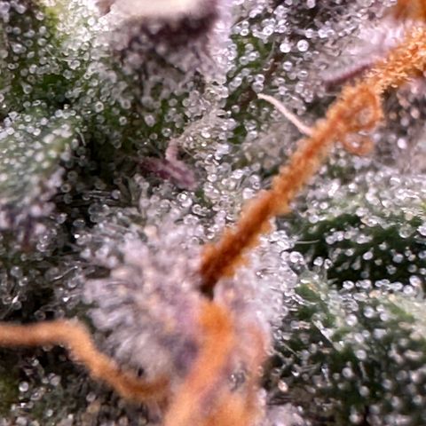 Mimosa Auto 🍊🥂 growlog timeline photo