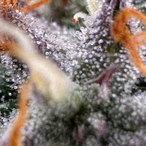 Mimosa Auto 🍊🥂 growlog timeline photo