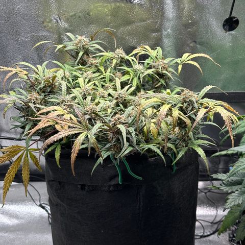 Mimosa Auto 🍊🥂 growlog timeline photo