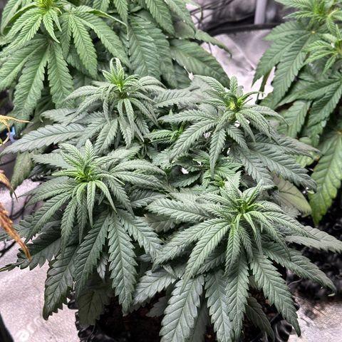 Lemon Cherry Gelato 🍋🍒 growlog timeline photo